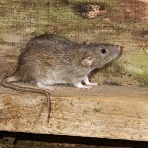 Brown Rat (Rattus norvegicus) adult, standing on wood, England, august (captive)