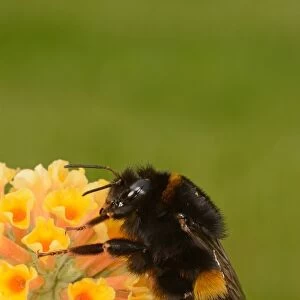 Buff-tailed Bumblebee (Bombus terrestris) adult, resting on Buddleia (Buddleja sp. ) flowers, Oxfordshire, England, July