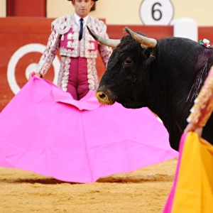 Bullfighting, Matadors with capes, fighting bull in first stage of fight, where bull is tested after entering bullring