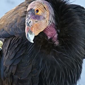 California Condor adult with wing tag