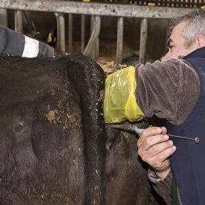Cattle farming, inserting embryo transfer gun into recipient cow, England, April