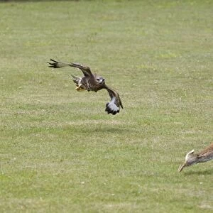 Common Buzzard (Buteo buteo) adult, in flight, chasing European Rabbit (Oryctolagus cunniculus) prey (composite image)
