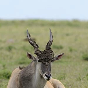 Common Eland (Taurotragus oryx) adult male, with mud on head and horns, resting on ground, Masai Mara, Kenya