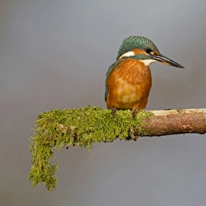 Common Kingfisher (Alcedo atthis) immature female, perched on mossy branch, Suffolk, England, july