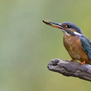Common Kingfisher (Alcedo atthis) adult female, with dragonfly nymph in beak, perched on branch, Suffolk, England, May