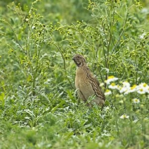 Common Quail (Coturnix coturnix) adult male, standing amongst weeds on set-a-side field in farmland, Warwickshire, England, june