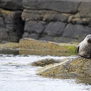 Common Seal (Phoca vitulina vitulina) adult, resting on rock in sea, Mainland, Shetland Islands, Scotland