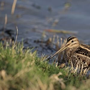 Common Snipe (Gallinago gallinago) adult, standing at edge of water, Norfolk, England, January