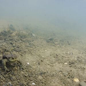Common Toad (Bufo bufo) adult, underwater on riverbed in river habitat, River Witham, Lincolnshire, England, April