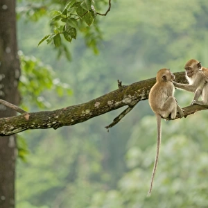 Crab-eating Macaque (Macaca fascicularis) two juveniles, mutual grooming, sitting on branch in tree, Kuala Lumpur