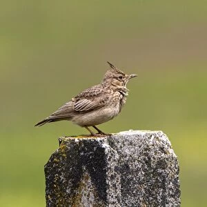 Crested Lark on lichen covered post