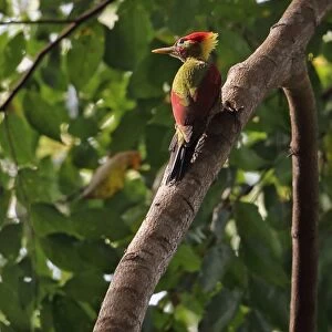 Crimson-winged Woodpecker (Picus puniceus observandus) adult male, clinging to branch, Taman Negara N. P