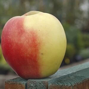 Cultivated Apple (Malus domestica) Elstar variety, picked fruit, England