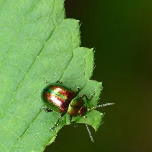 Dead-nettle Leaf Beetle (Chrysolina fastuosa) adult, resting on leaf, Italy, july