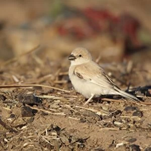 Desert Sparrow (Passer simplex) adult female, feeding on ground, Erg Chebbi, Morocco, february