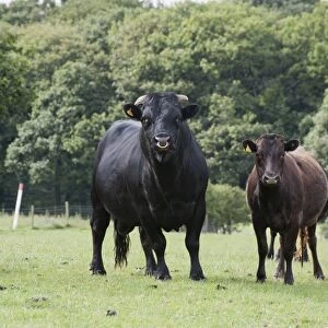 Domestic Cattle, Dexter bull, cow and calf, standing in pasture, Bradford, West Yorkshire, England, july