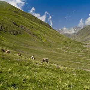 Domestic Cattle, herd grazing in high pastures (Yaylasi), Yaylalar Valley, Kaskar Mountains, Pontic Mountains