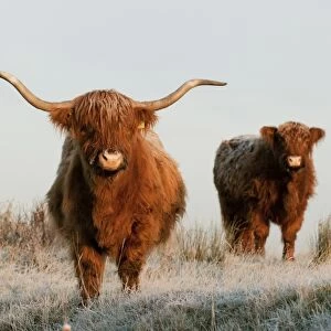 Domestic Cattle, Highland Cattle, cow and calf, standing on frost covered grazing marsh at dawn
