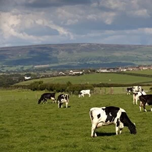Domestic Cattle, Holstein dairy cows, herd grazing in pasture, Cumbria, England, july