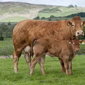 Domestic Cattle, Limousin, cow with calf, standing in pasture on hill farm, Lancashire, England, may