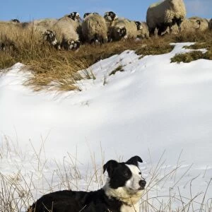 Domestic Dog, Border Collie, working sheepdog, adult, laying on snow beside Swaledale sheep flock, Cumbria, England