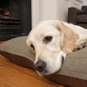 Domestic Dog, Golden Retriever, puppy, resting on cushion beside fireplace, England