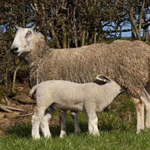 Domestic Sheep, Blue-faced Leicester, ewe with lamb suckling, standing in pasture, England, march