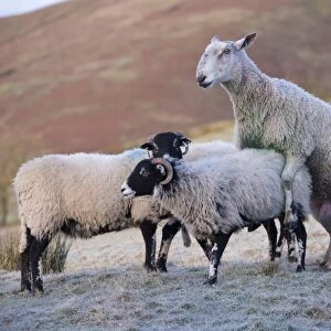 Domestic Sheep, Blue-faced Leicester ram, mating with Swaledale ewe, Dinkling Green Farm, Whitewell, Clitheroe