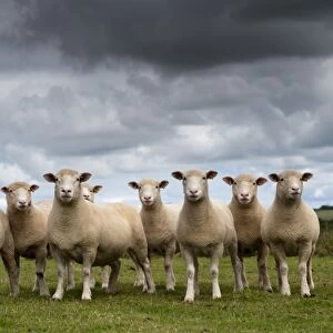 Domestic Sheep, Dorset ewes, flock standing in pasture, Cornwall, England, August