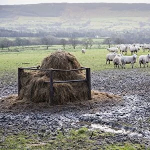 Domestic Sheep, flock, standing in muddy pasture near feeder, Lancashire, England, january