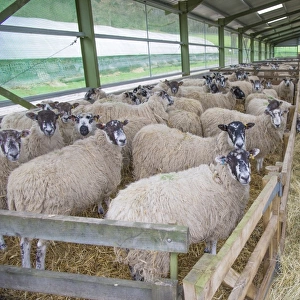 Domestic Sheep, mule ewes, flock standing on straw bedding with hay fodder in lambing shed, Yorkshire, England, March