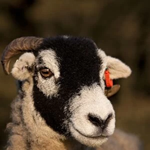 Domestic Sheep, Swaledale, close-up of head, on limestone pasture, North Yorkshire, England, october