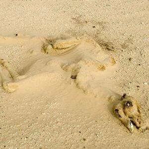 dry long dead dromedary camel calf carcass half buried by sand in the desert, Abu Dhabi, United Arab Emirates, April