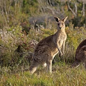 Eastern Grey Kangaroo (Macropus giganteus) adult pair, standing alert, Wilsons Promontory N. P