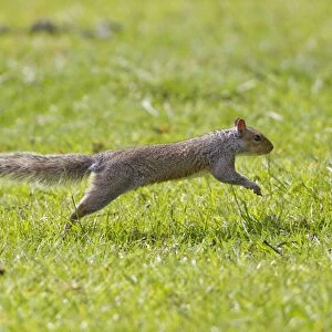 Eastern Grey Squirrel (Sciurus carolinensis) introduced species, adult, running, Suffolk, England, june