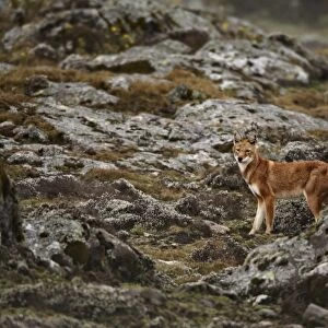 Ethiopian Wolf (Canis simensis) adult, standing amongst rocks in afro-alpine moorland habitat, Bale Mountains, Oromia, Ethiopia