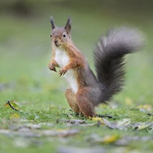 Eurasian Red Squirrel (Sciurus vulgaris) adult, standing on garden lawn, Newlands Valley, near Keswick
