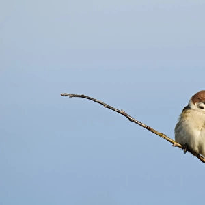 Eurasian Tree Sparrow (Passer montanus) adult, perched on twig, Bempton Cliffs RSPB Reserve, Bempton, East Yorkshire