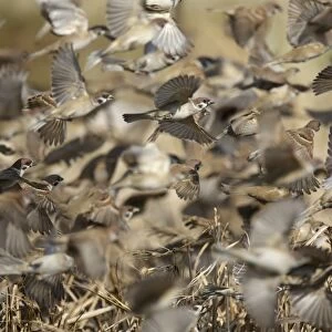 Eurasian Tree Sparrow (Passer montanus) flock, in flight, taking off from field, Long Valley, New Territories
