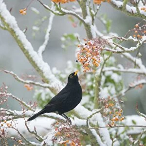 European Blackbird (Turdus merula) adult male, feeding on berries, perched on snow covered rowan tree in garden, Essex, England, december