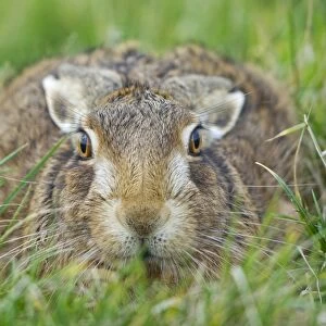 European Hare (Lepus europaeus) adult, resting in form in grass field, Suffolk, England, january