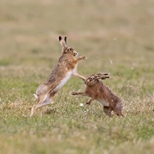 European Hare (Lepus europaeus) adult pair, boxing, female fighting off male in field, with fur being pulled out