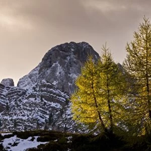 European Larch (Larix decidua) habit, with needles in autumn colour, backlit at dawn, Passo di Valles, Dolomites