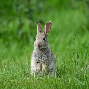 European Rabbit (Oryctolagus cuniculus) young, sitting on grass, Sussex, England, May