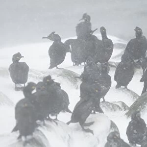 European Shag Phalacrocorax aristotelis adults, flock standing in blizzard, Hornoi Island, Norway, March