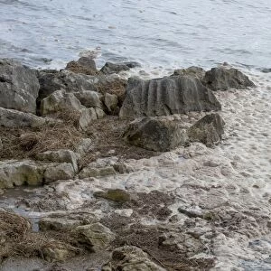 Eutrophic scum on water, Morecambe Bay, Grange over Sands, Cumbria, England, march