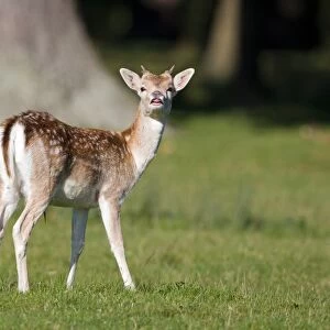 Fallow Deer (Dama dama) yearling buck, in flehmen response during rutting season, Suffolk, England, october