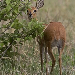 A female Steenbok, only males have horns, a common small antelope over most of southern and eastern Africa