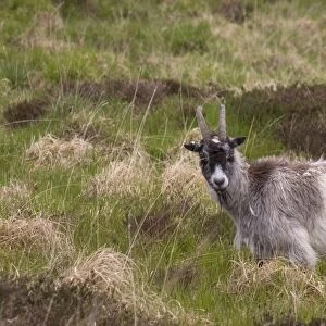 Feral Goat (Capra hircus) adult, grazing on moorland, near Caersphairn, Kirkcudbrightshire, Southern Uplands