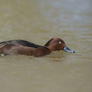 Ferruginous Duck (Aythya nyroca) adult male, filter feeding from surface of river (captive)